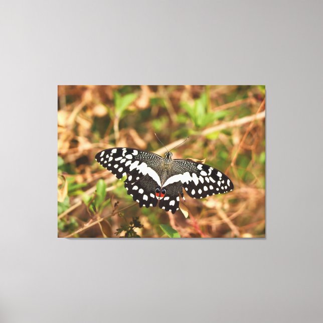 Lime Butterfly in the Wild Damaged Wings, Unbroken Canvas Print (Front)