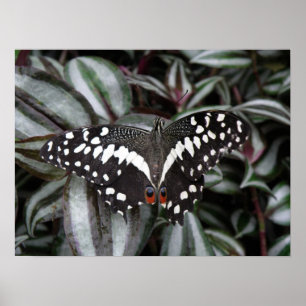 Lime Butterfly Print