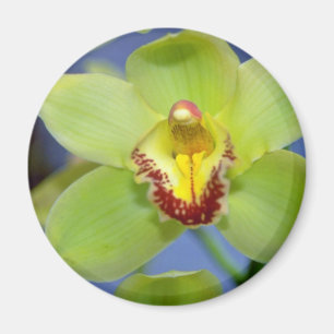 Lime Cymbidium flowers Magnet