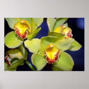 Lime Cymbidium flowers Poster