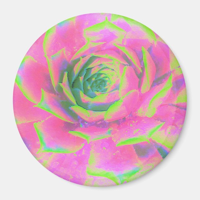 Lime Green and Pink Succulent Sedum Rosette Magnet (Front)