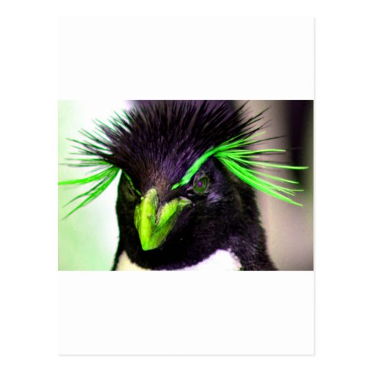 Lime Rockhopper penguin Postcard