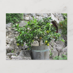 Lime Tree Postcard