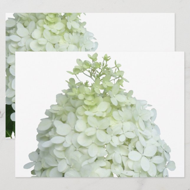 Limelight Hydrangea Bridal / Wedding Shower Invitation (Front/Back)