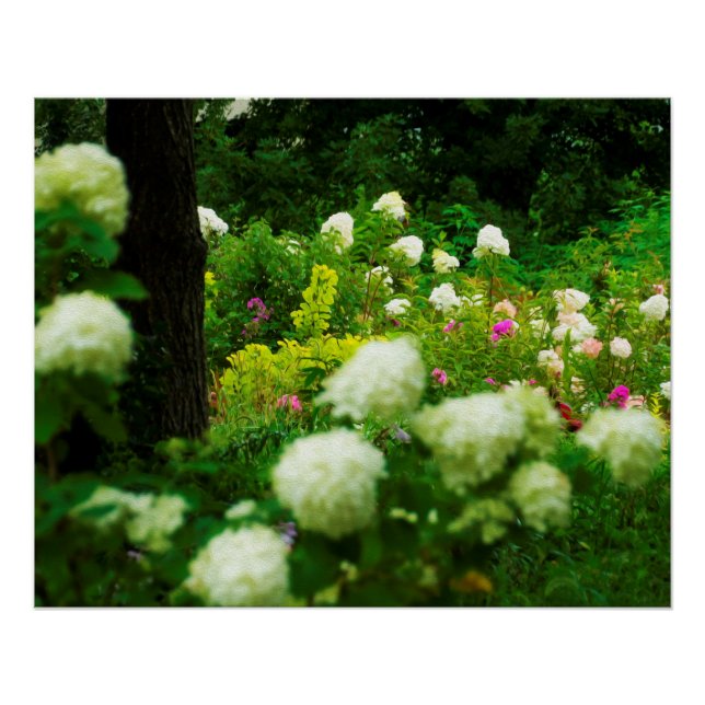 Limelight Hydrangeas in My Rubio Garden Poster (Front)
