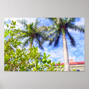 Limequats in Florida Poster