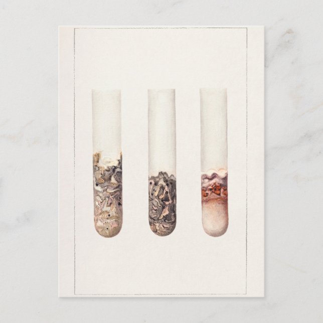 Limes (Citrus Aurantiifolia) Watercolor Painting Postcard (Front)