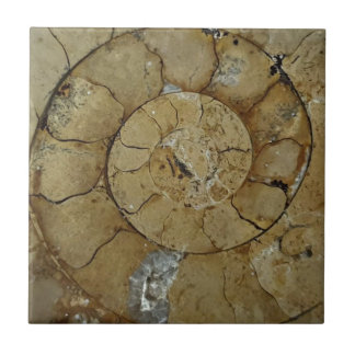 Limestone ammonite fossil tile