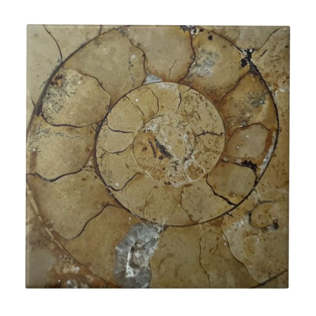 Limestone ammonite fossil tile (Front)