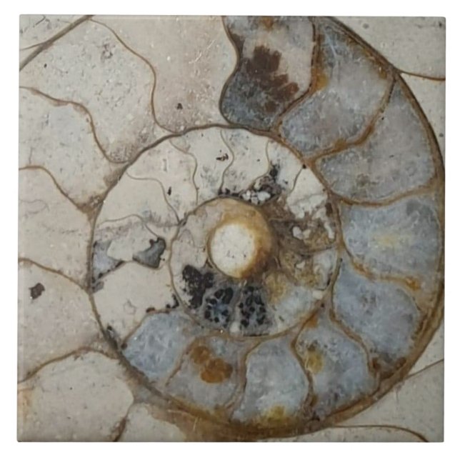 Limestone ammonite large tile (Front)