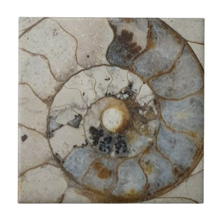 Limestone ammonite tile