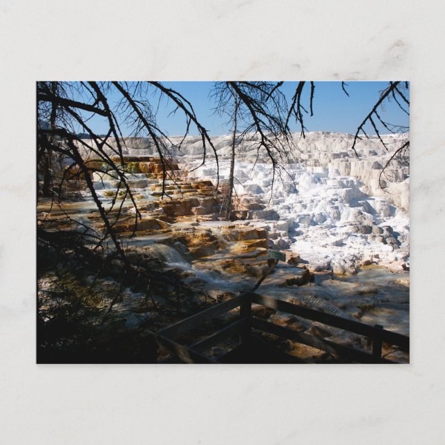 Limestone terrace Mammoth Hot Spring Yellowstone Postcard (Front)
