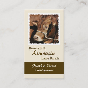 Limousin bull in a halter business card