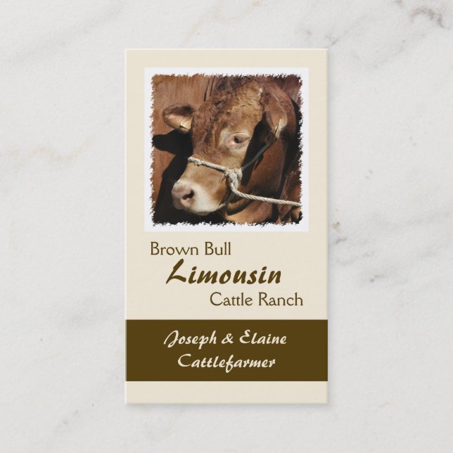 Limousin bull in a halter business card (Front)