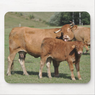 limousin cow and calf mousepad