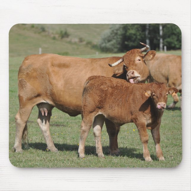 limousin cow and calf mousepad (Front)