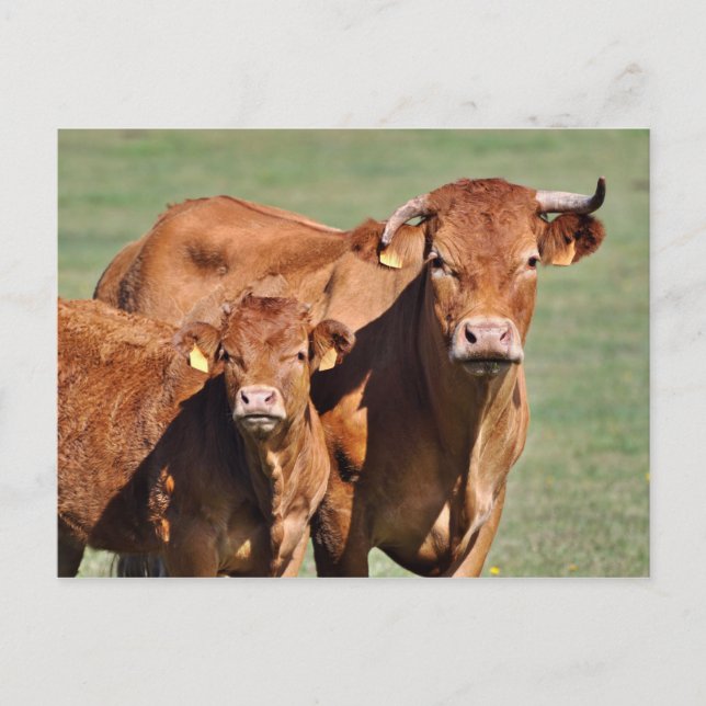 Limousin cow and calf postcard (Front)