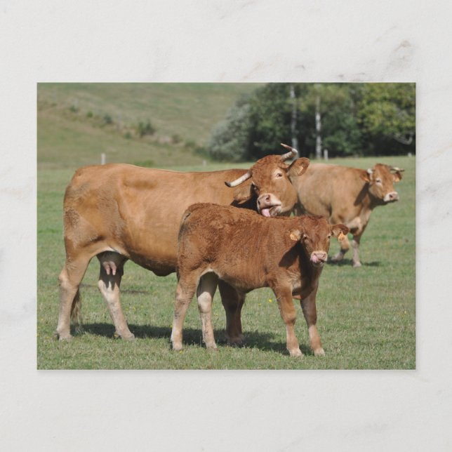 Limousin cow licking it's calf postcard (Front)