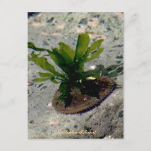 Limpet with Kelp, Unalaska Island Postcard