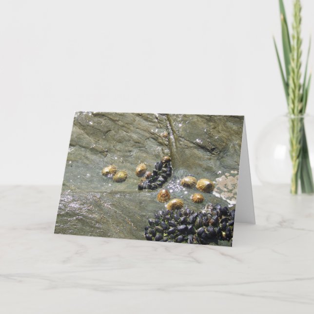 Limpets and Mussels in the Sun Greetings Card (Front)