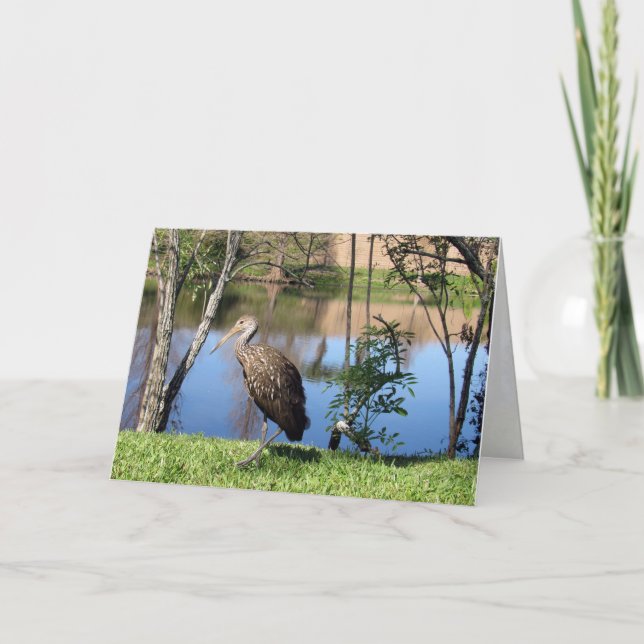 Limpkin (1118) Greeting Card (Front)