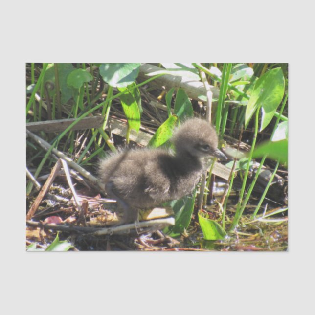Limpkin Chick - Florida Wading Bird Tissue Paper (Front)