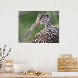 Limpkin Close-Up Florida Bird Portrait Poster