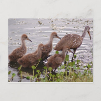 Limpkin Family Postcard