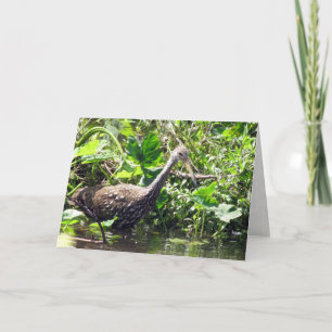 Limpkin Greeting Card
