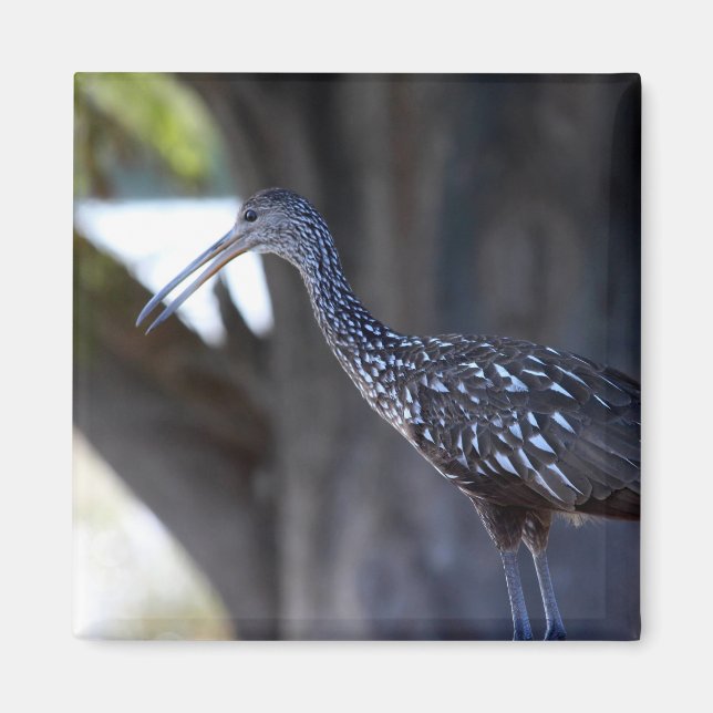 Limpkin, The Crying Bird Magnet (Front)