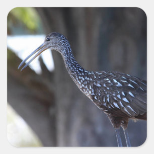 Limpkin, The Crying Bird Square Sticker