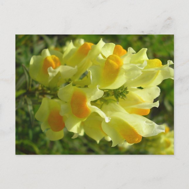 Linaire vulgaire postcard (Front)