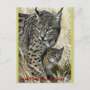 Lince Ibérico - Iberian Lynx Postcard