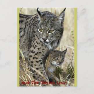 Lince Ibérico - Iberian Lynx Postcard