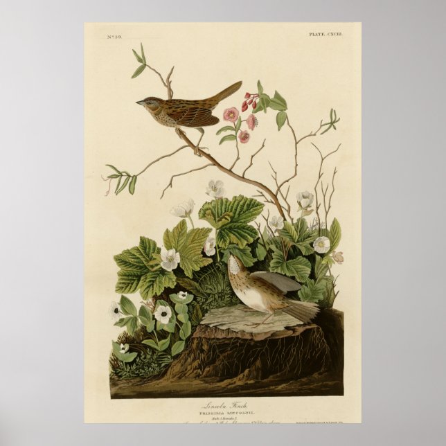 Lincoln Finch Poster (Front)