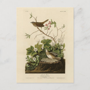 Lincoln Finch (Sparrow) Audubon's Birds of America Postcard