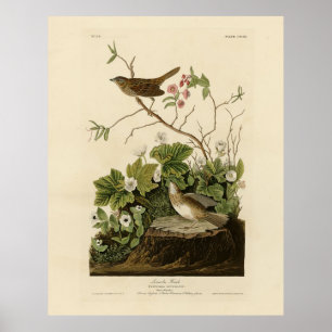 Lincoln Finch (Sparrow) Audubon's Birds of America Poster