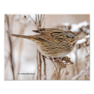 Lincoln's Sparrow on Tansy Photo Print