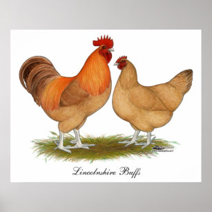 Bantam Rooster Posters Prints Zazzle Uk