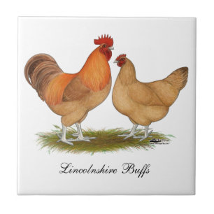 Lincolnshire Buff Chickens Tile