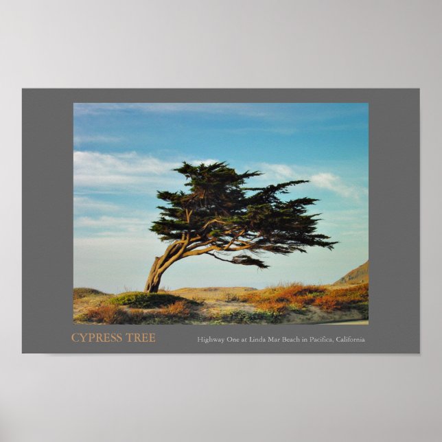 Linda Mar Cypress Poster (Front)