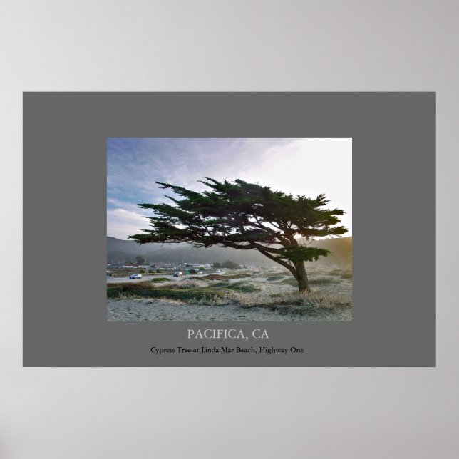 Linda Mar Cypress Poster (Front)