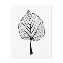 Linden Leaf Outline Art - Botanical Colouring