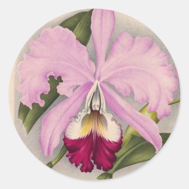 "Linden Orchid", 1897 Botanical Classic Round Sticker (Front)