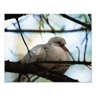 Line Master Photo Print