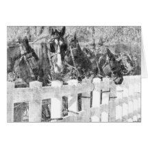 Line of Amish Horses Black and white