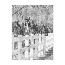 Line of Amish Horses Black and white