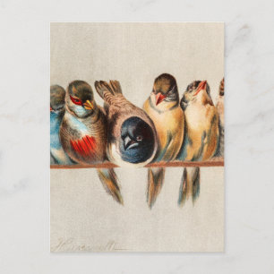Line of Birds & Dove Postcard