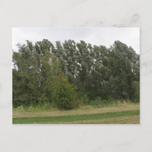 Line of Leaning Trees Landscape Postcard