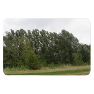 Line of Leaning Trees Landscape Premium Magnet